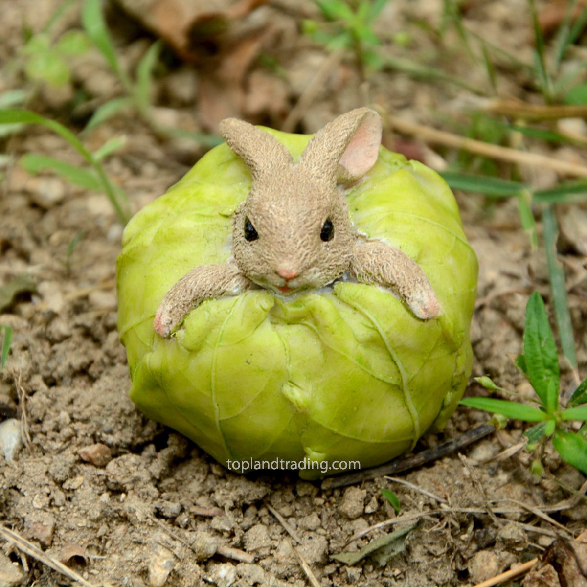 Rabbit in Cabbage