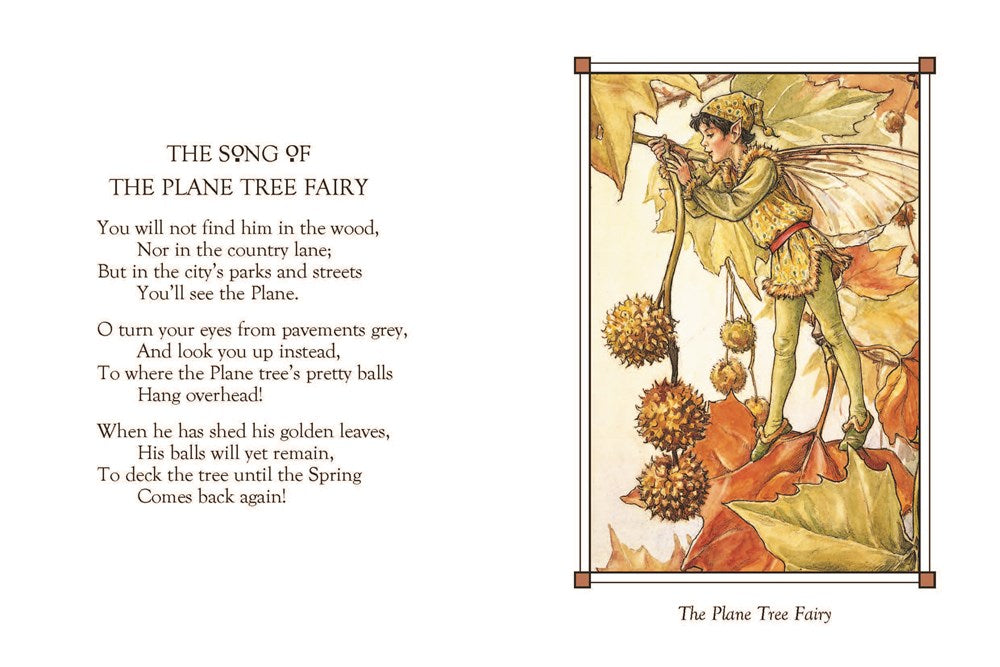 Flower Fairies of the Winter