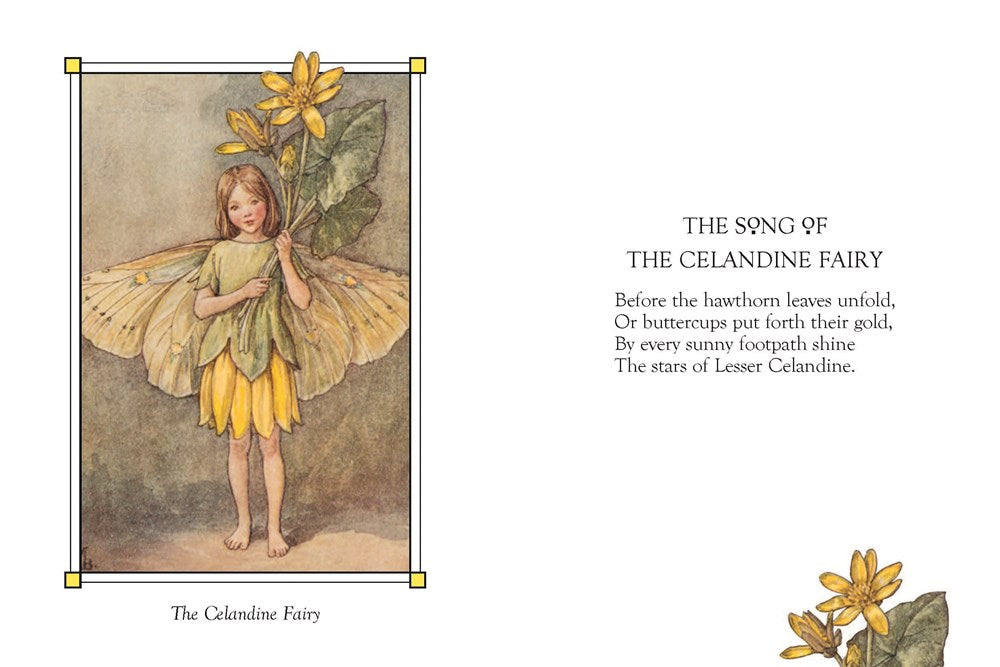 Flower Fairies of the Spring