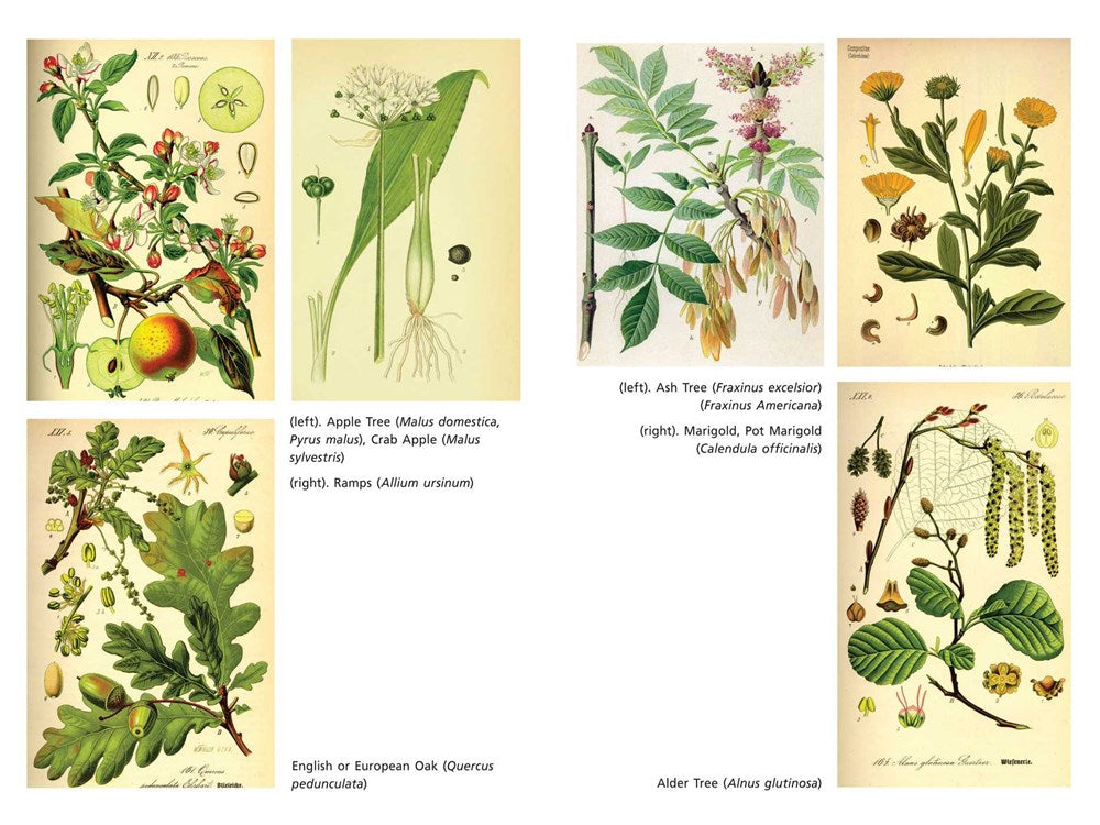 The Sacred Herbs of Spring