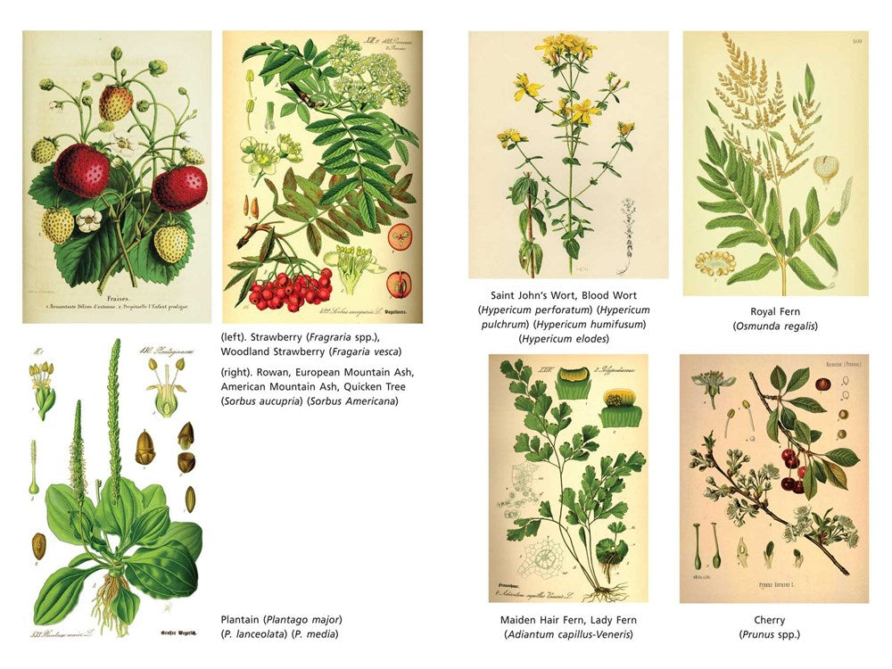 The Sacred Herbs of Spring