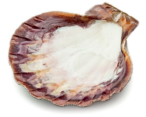 Lion Paw Shell