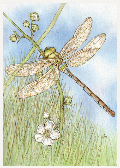 Brambly Dragonfly Card