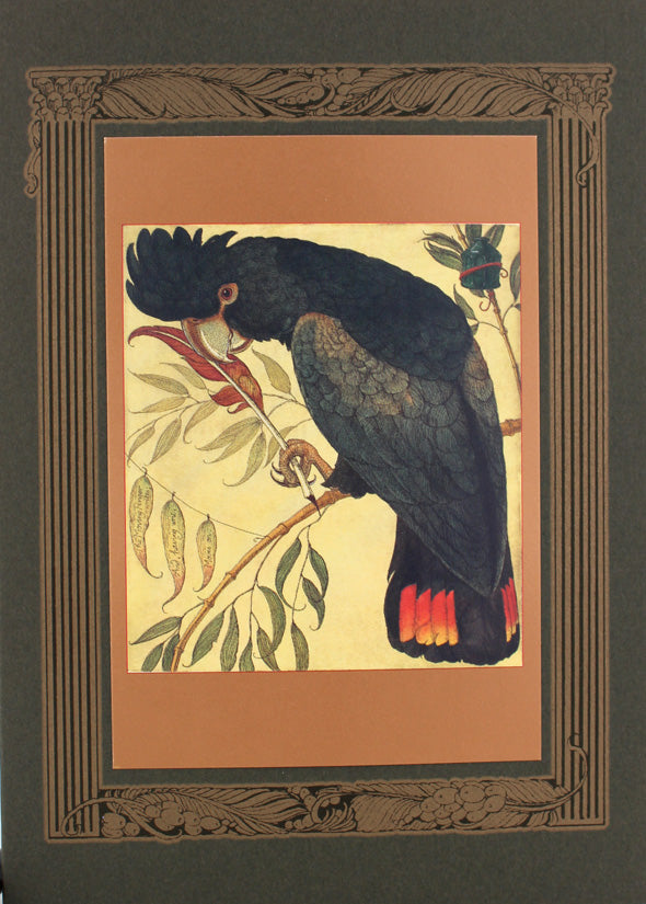 Black Cockatoo Scribe Card -- DragonSpace