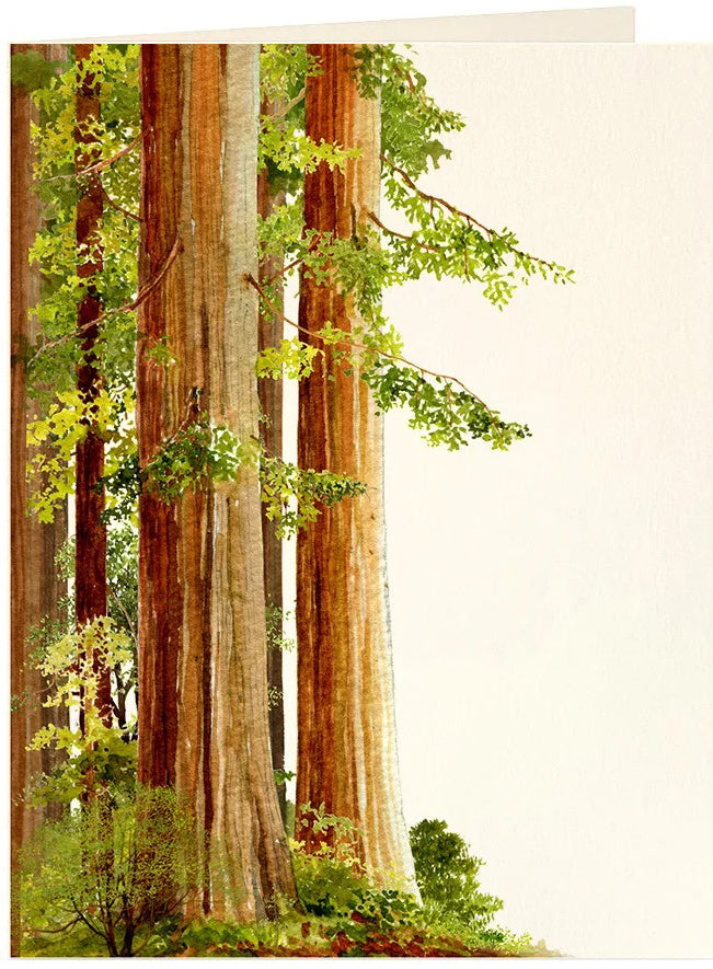 Redwoods Card