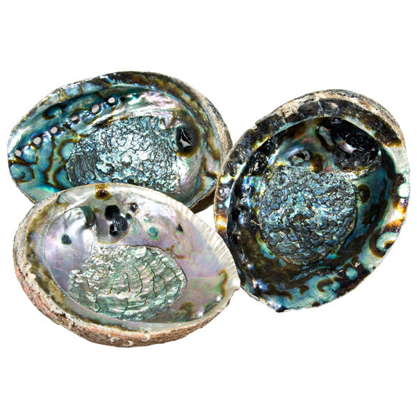 Abalone Shell -- DragonSpace